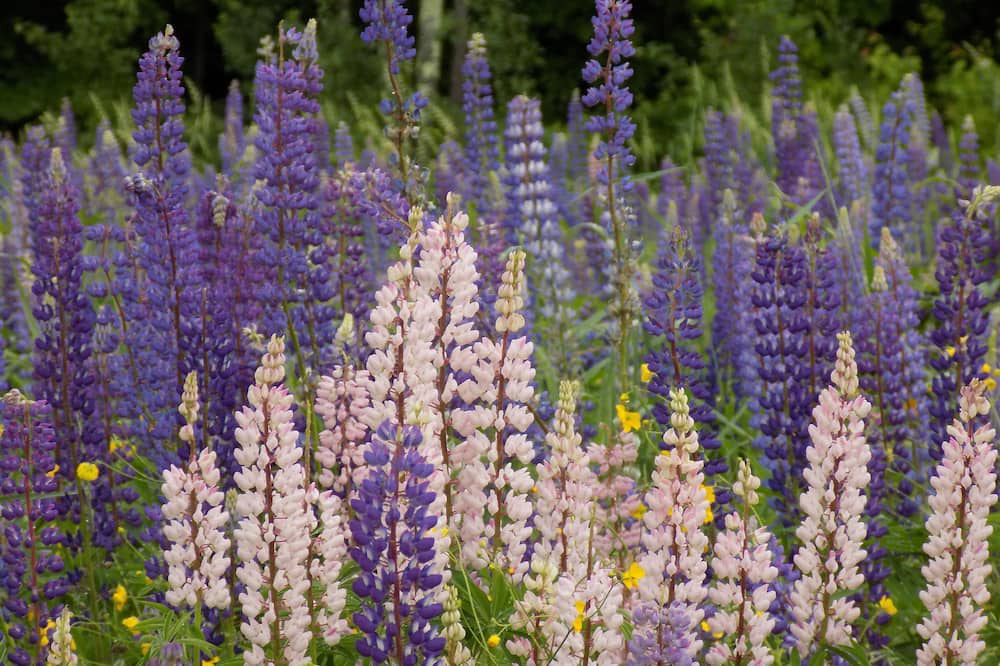 Photo of Outdoor in North Woodstock