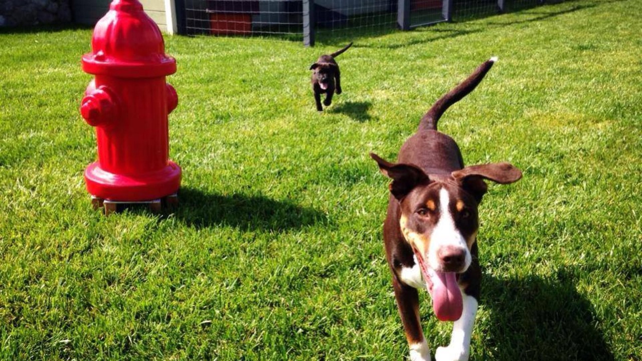 Photo of Others in Fort Bragg