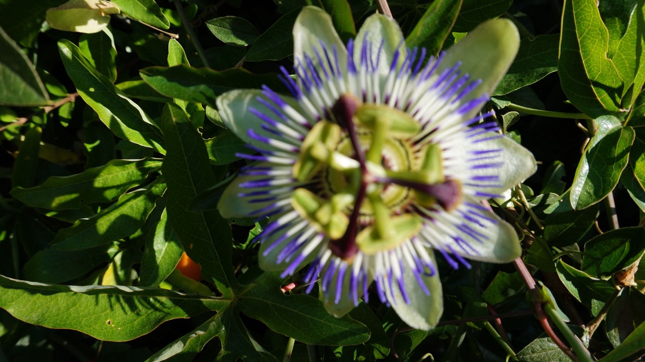 Photo of Outdoor in Halluin