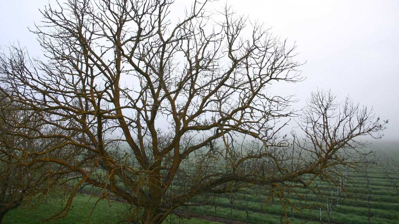 Photo of Others in Milawa