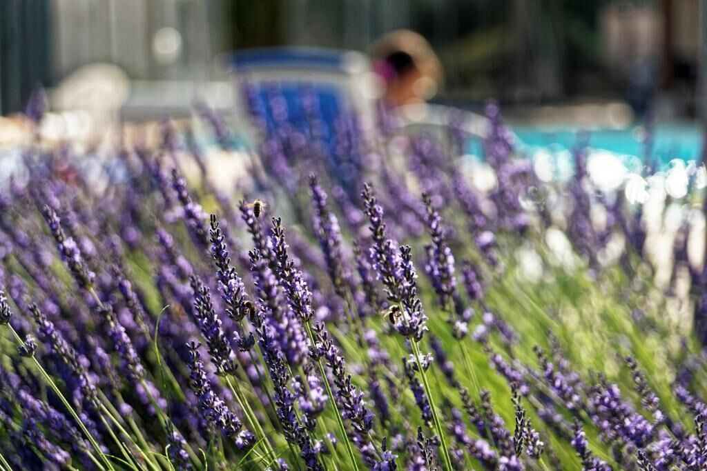 Photo of Outdoor in Couches