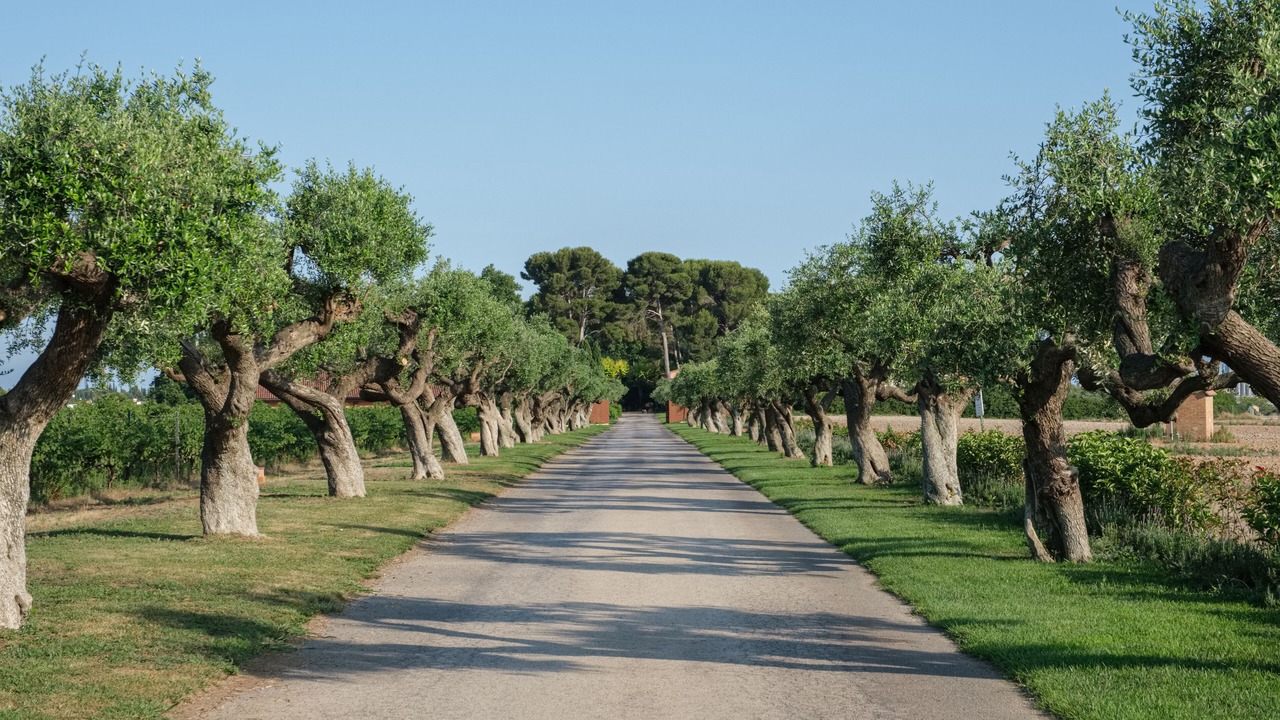 Photo of Others in Tarragona