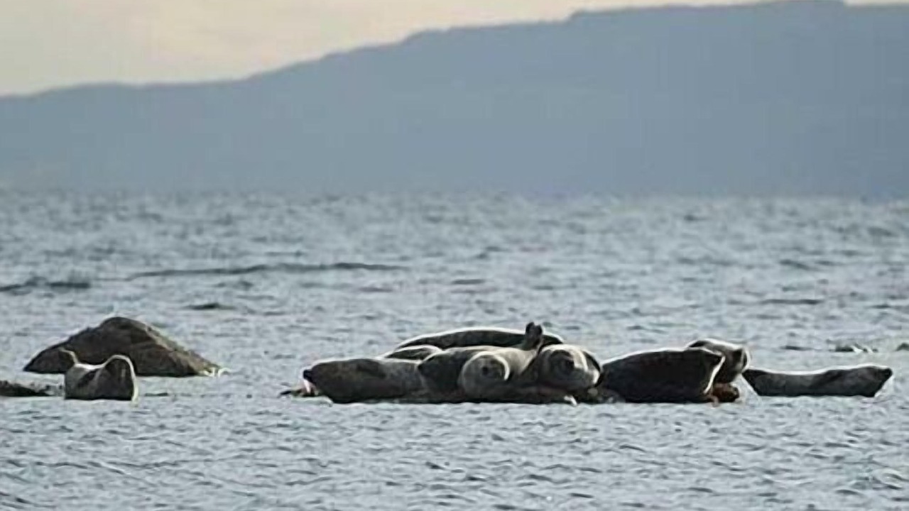 Photo of Others in Seamill