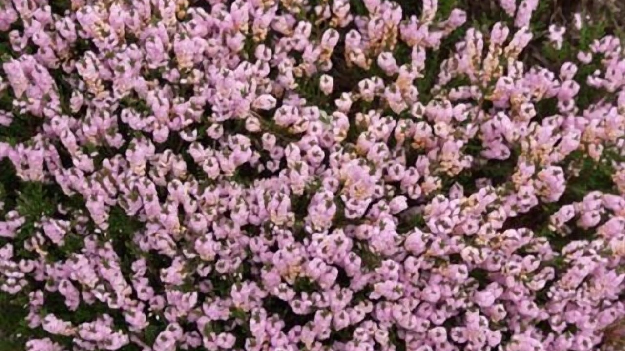 Photo of Others in Seamill