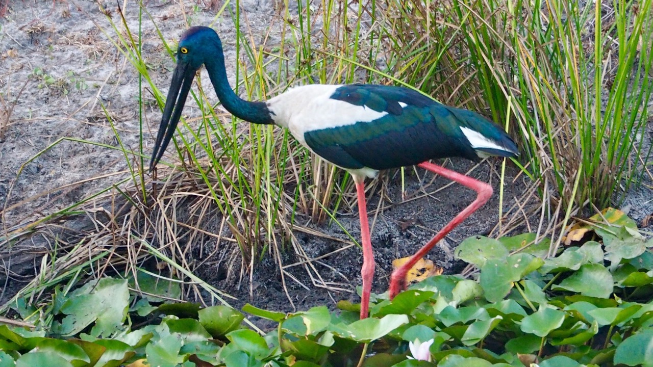 Photo of Outdoor in Peregian Beach