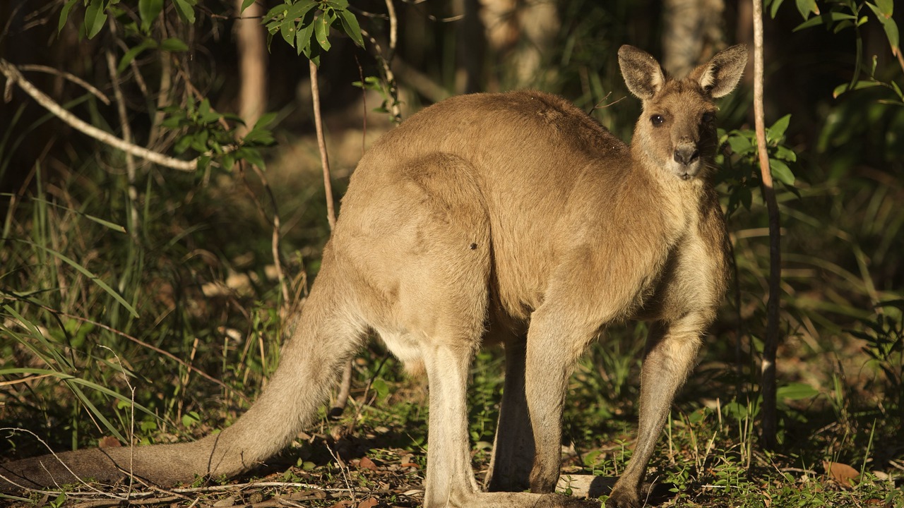 Photo of Others in Peregian Beach