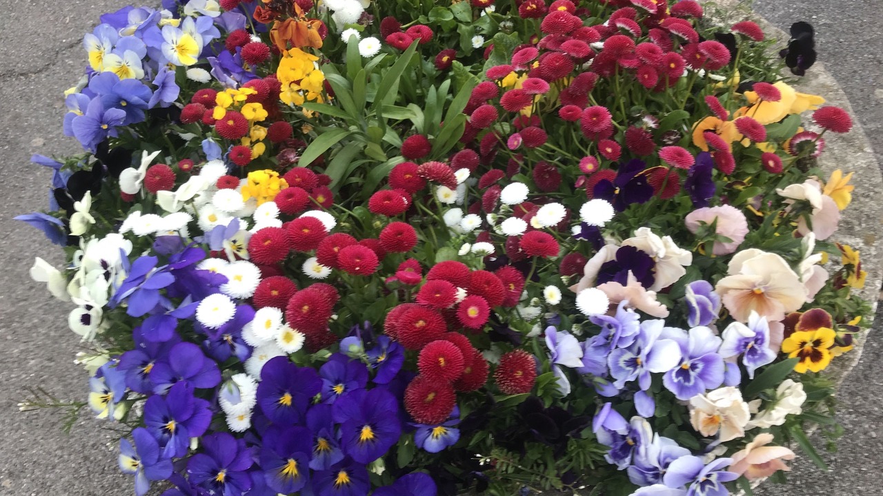 Photo of Others in Torquay City Centre