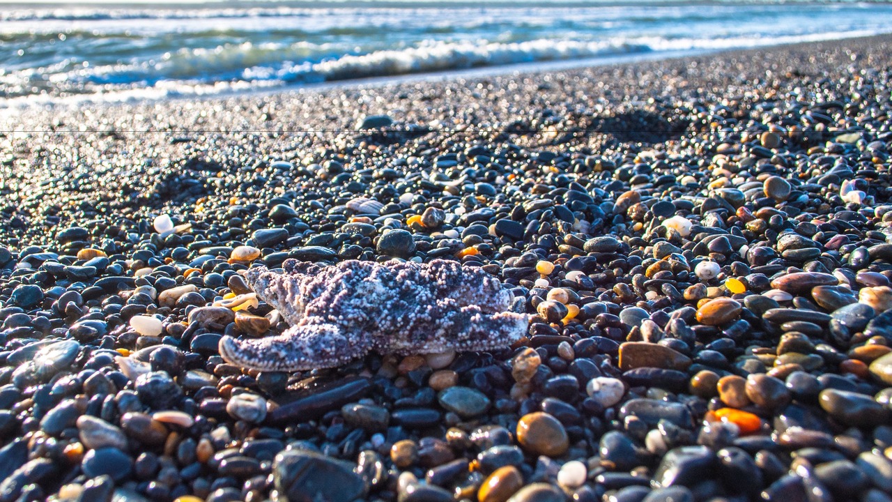 Photo of Others in Ocean Shores