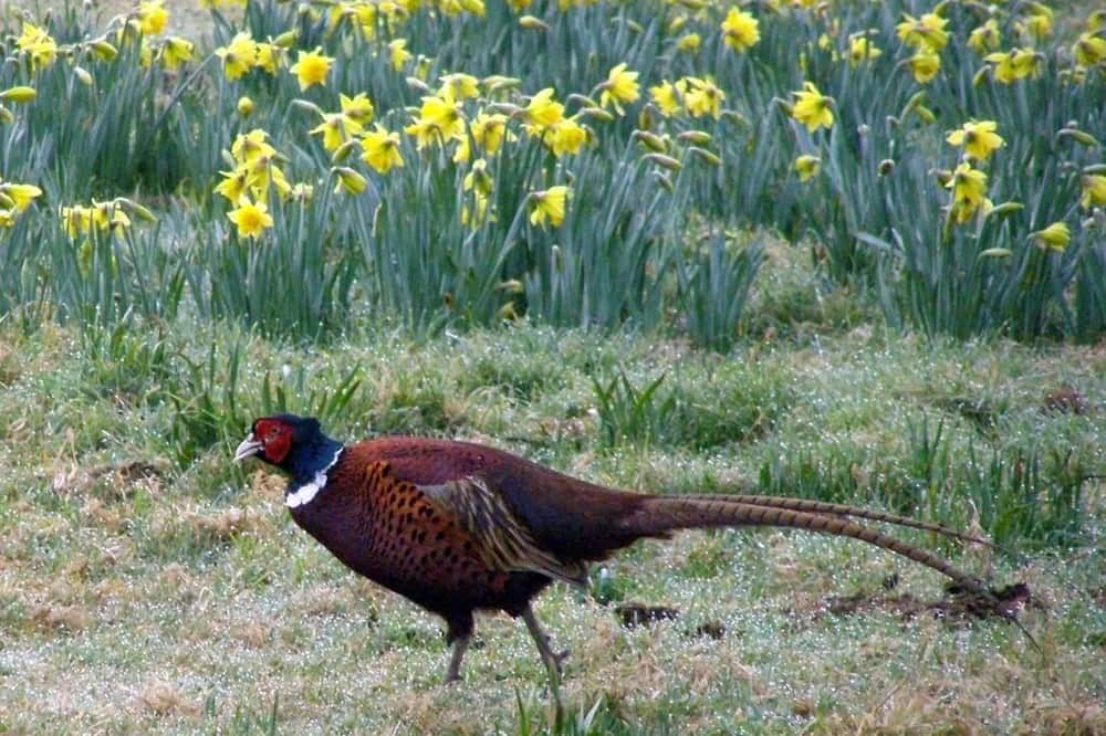 Photo of Outdoor in Bossington