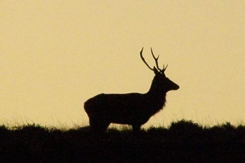 Photo of Others in Bossington