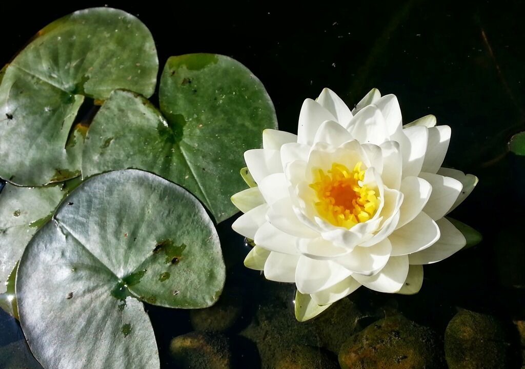 Photo of Others in Claygate