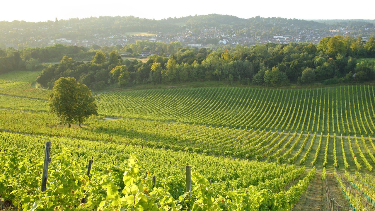 Photo of Others in Box Hill