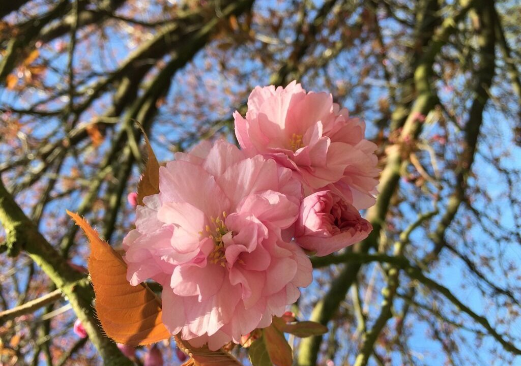Photo of Others in Blaydon on Tyne
