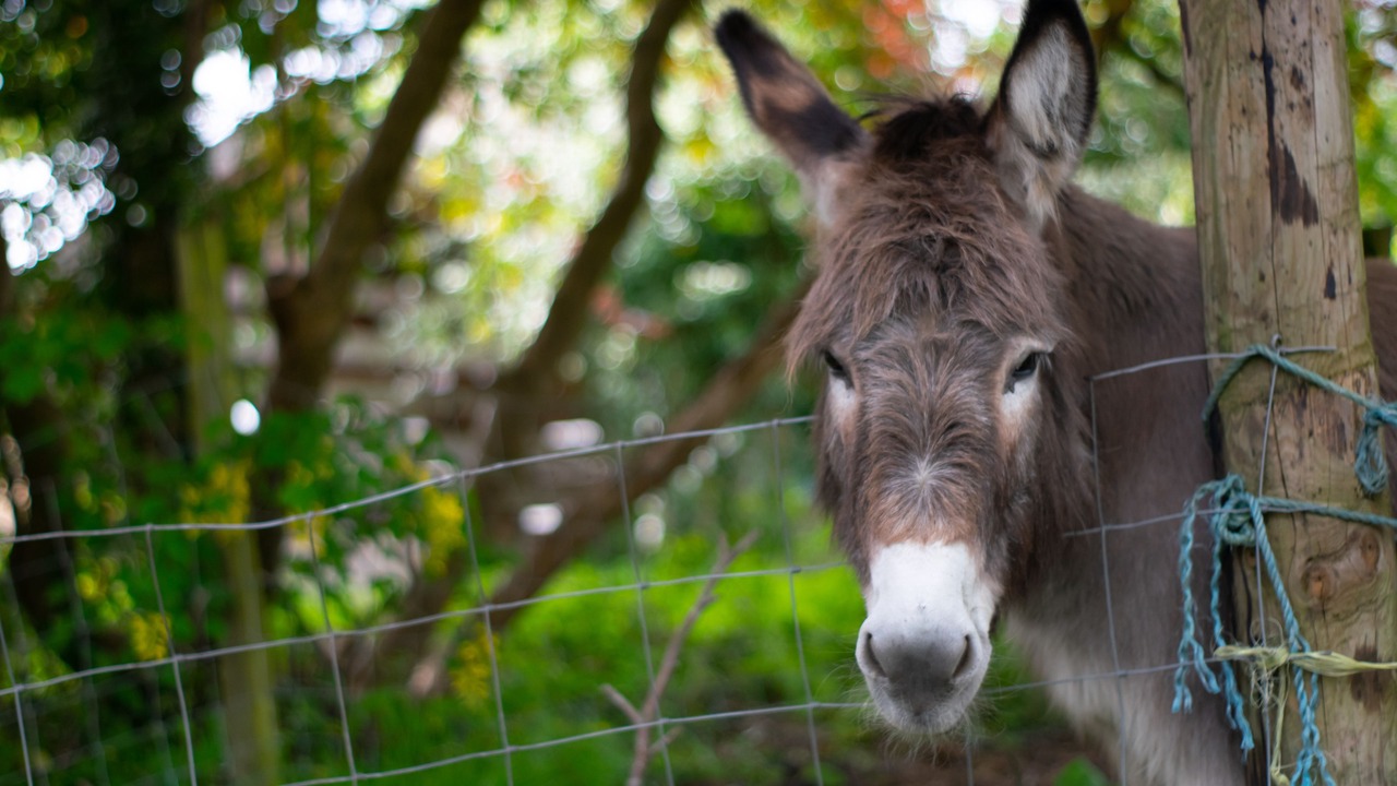 Photo of Outdoor in Ammanford