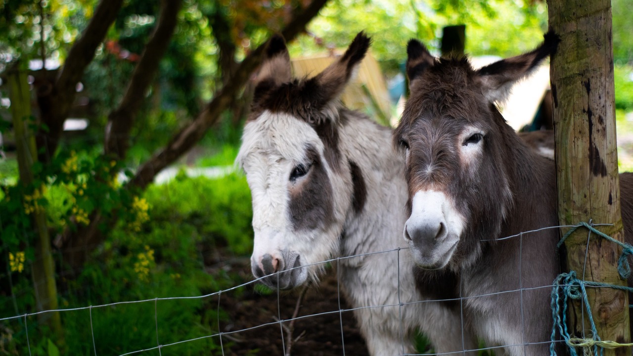 Photo of Others in Ammanford