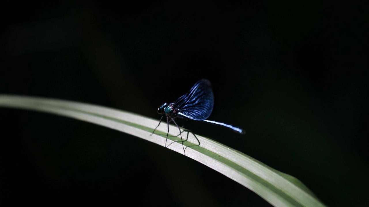 Photo of Others in Sainte-Sabine-Born