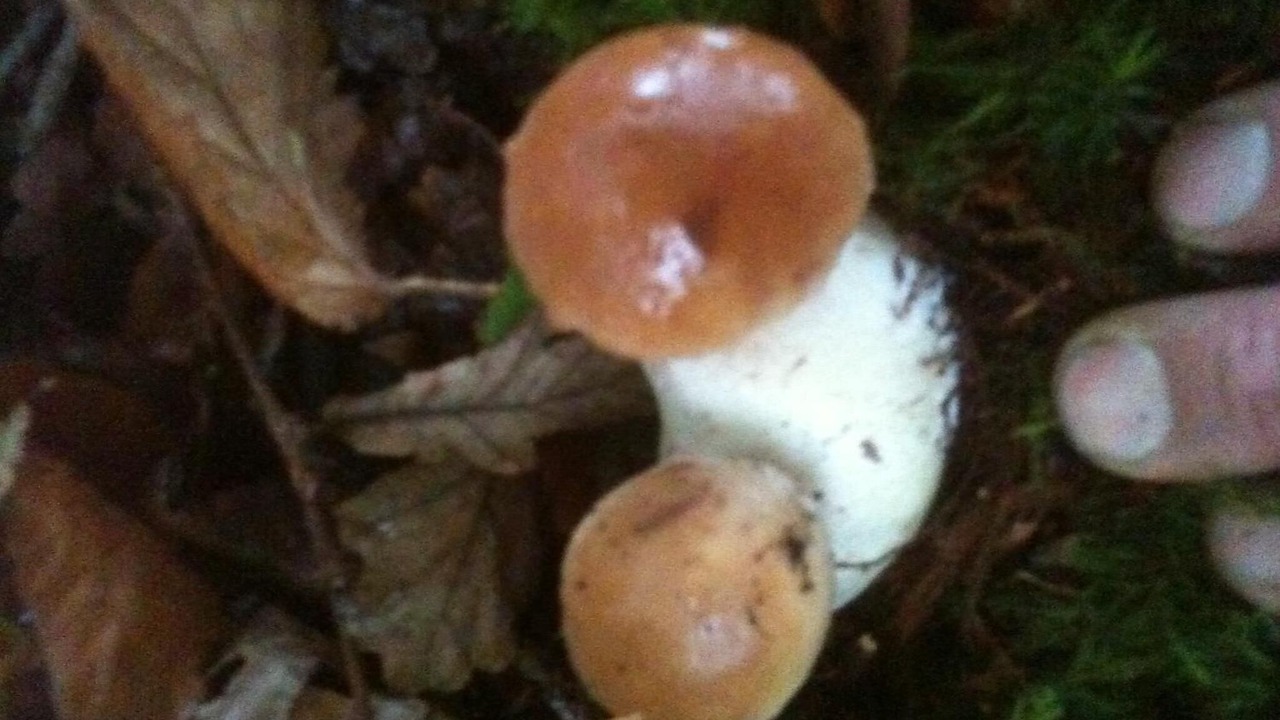 Photo of Outdoor in Logonna-Daoulas