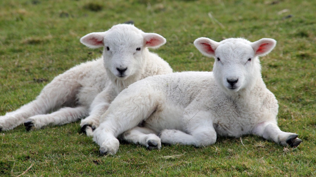 Photo of Others in Tirabad