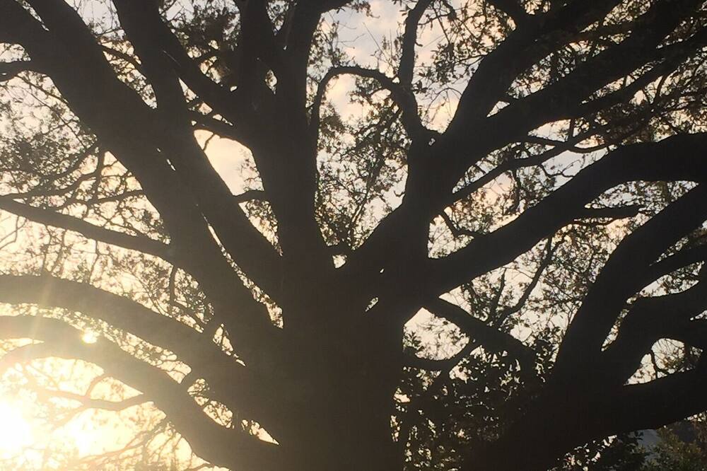 Photo of Others in Johns Island