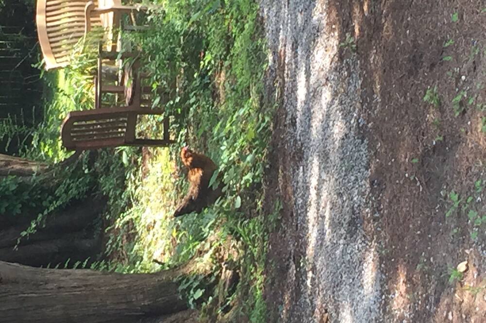 Photo of Outdoor in Johns Island