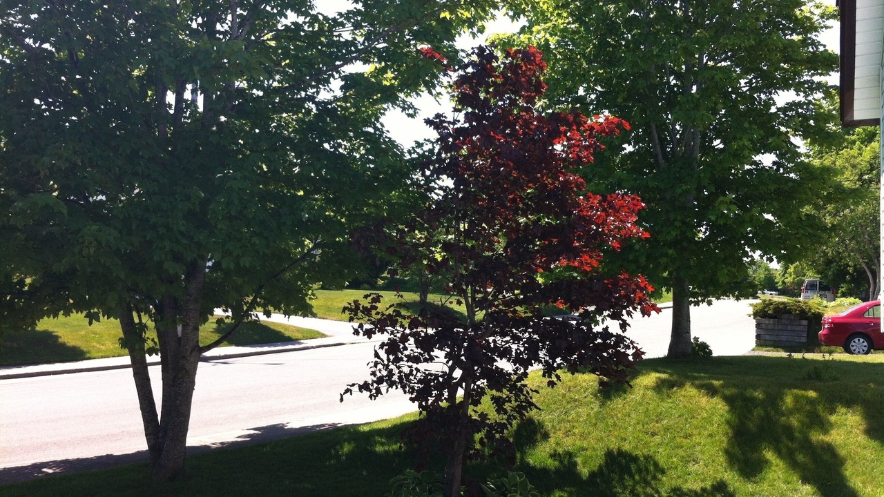 Photo of Outdoor in West End