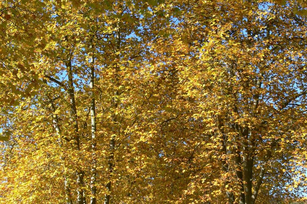 Photo of Outdoor in Saint-Paul-de-Jarrat