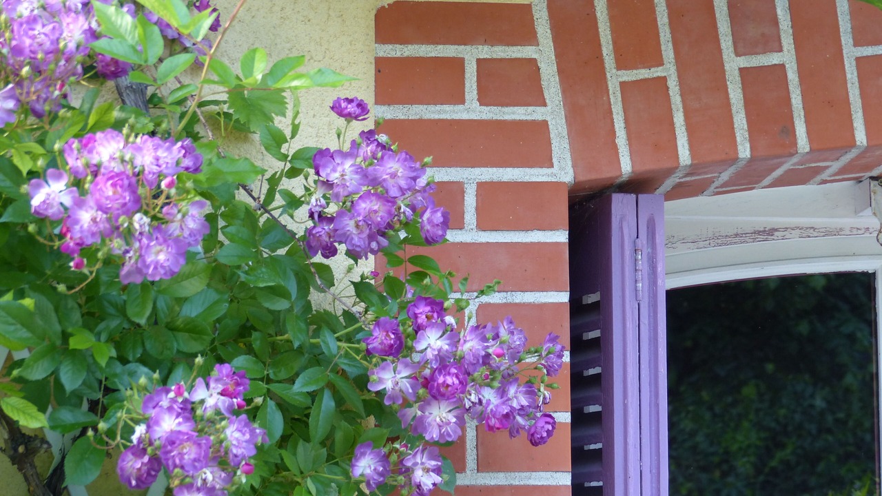Photo of Outdoor in Amboise