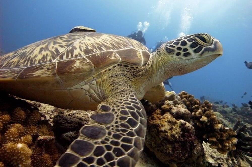 Photo of Others in Gili Trawangan