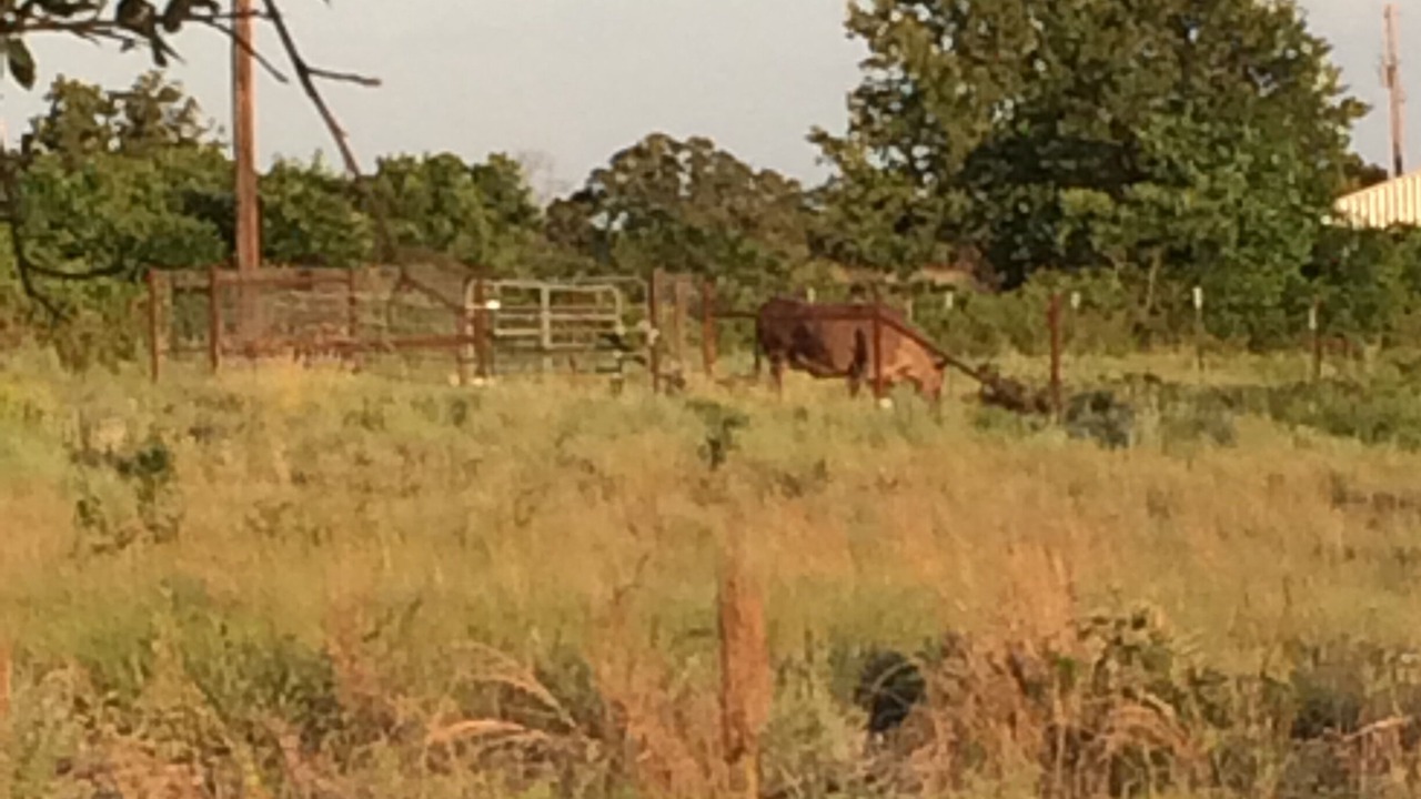 Photo of Outdoor in Poolville