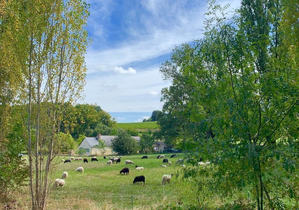 Photo of Outdoor in Blaison-Saint-Sulpice