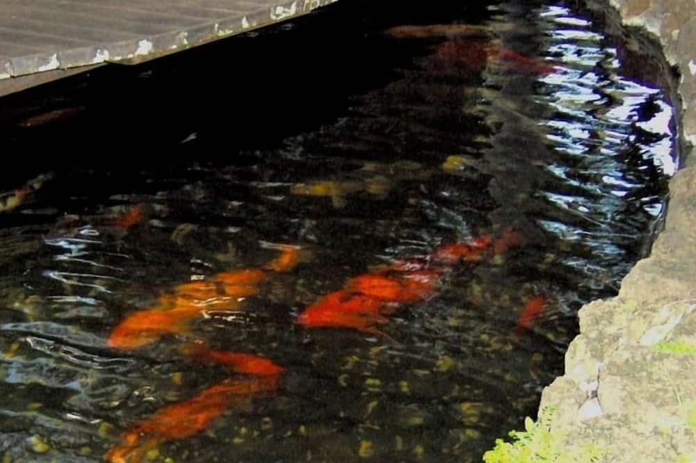 Photo of Others in Poipu