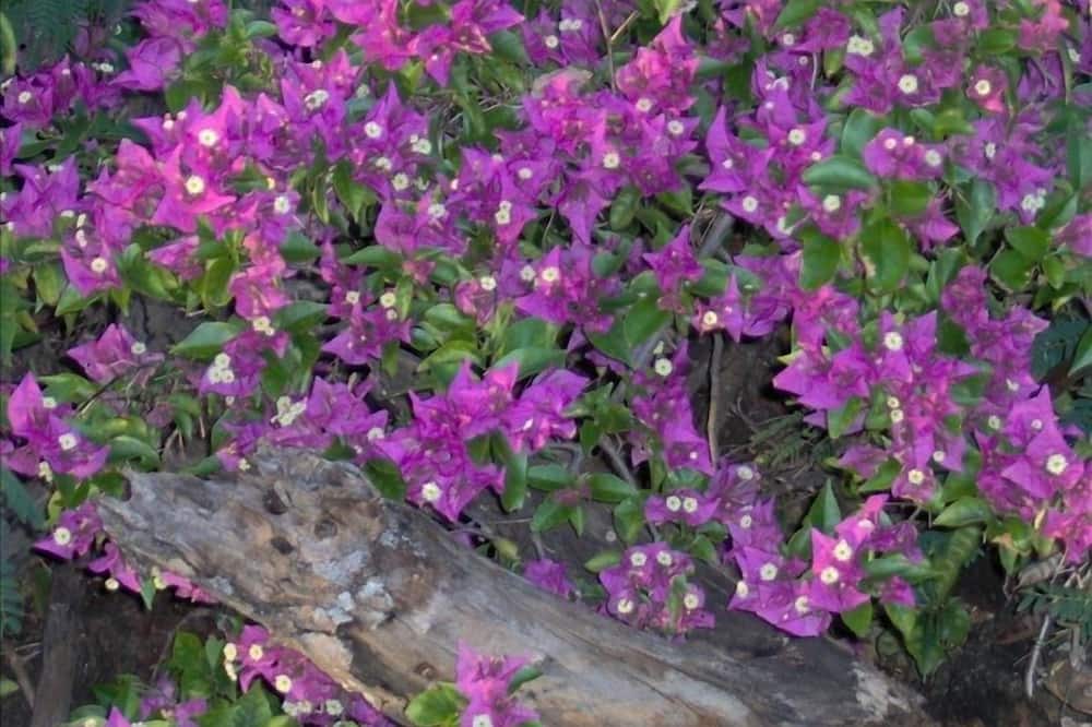 Photo of Others in Poipu