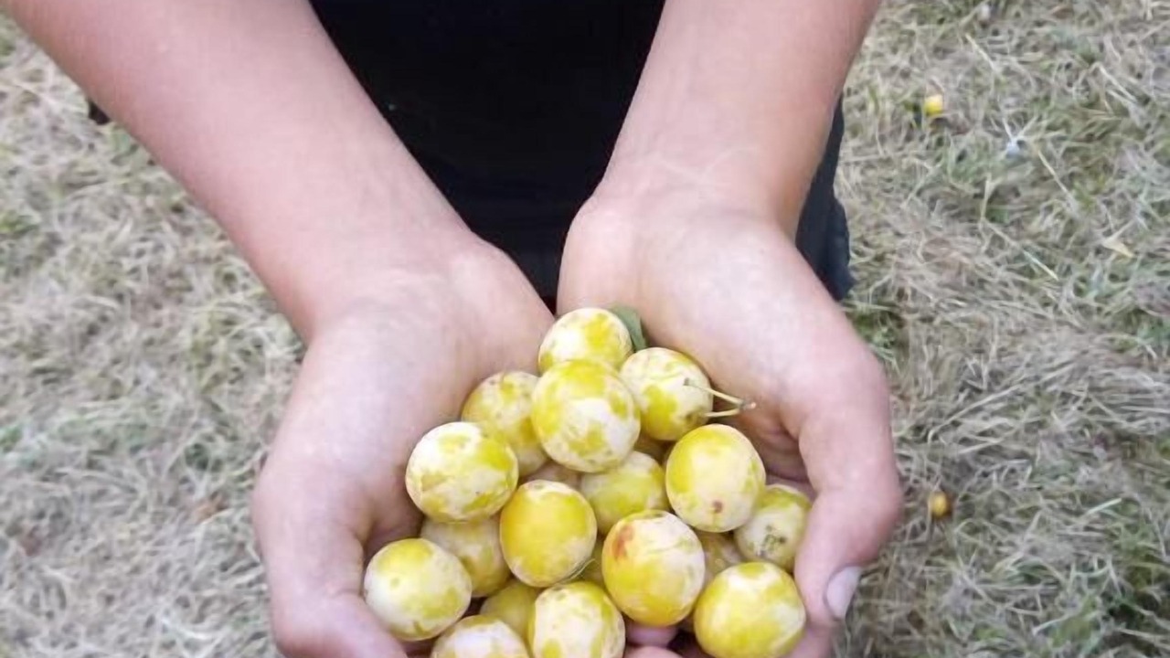 Photo of Others in Saint-Maurice-sous-les-Cotes