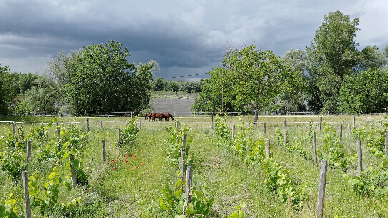 Photo of Outdoor in Saint-Dye-sur-Loire