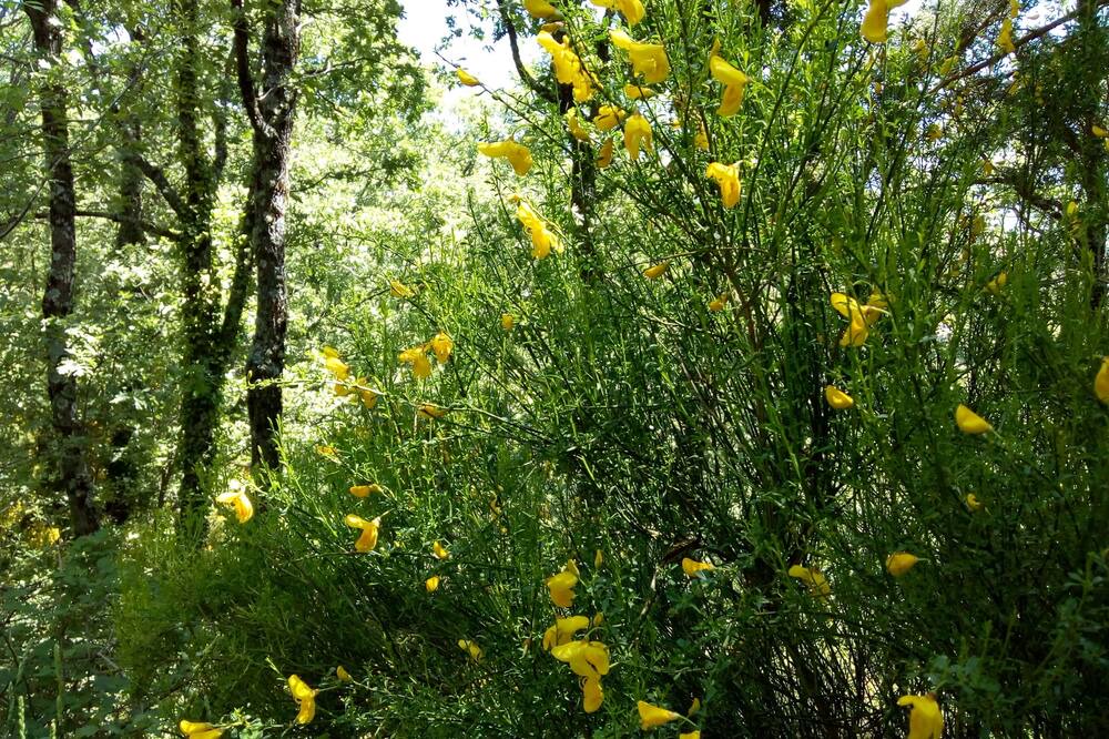 Photo of Outdoor in Cercedilla