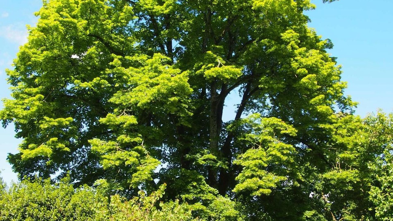 Photo of Outdoor in Sixt-sur-Aff