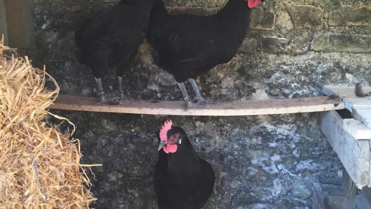 Photo of Others in Gond-Pontouvre