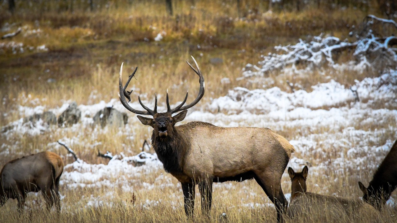Photo of Others in West Yellowstone