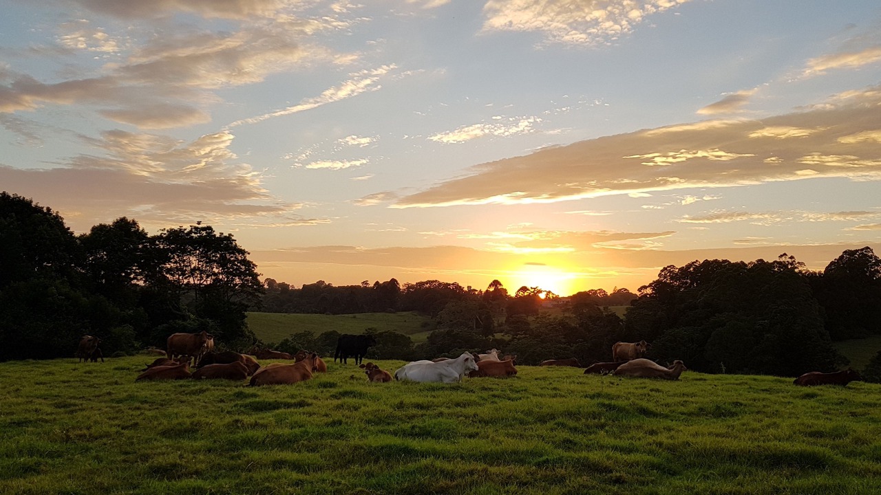 Photo of Outdoor in Maleny