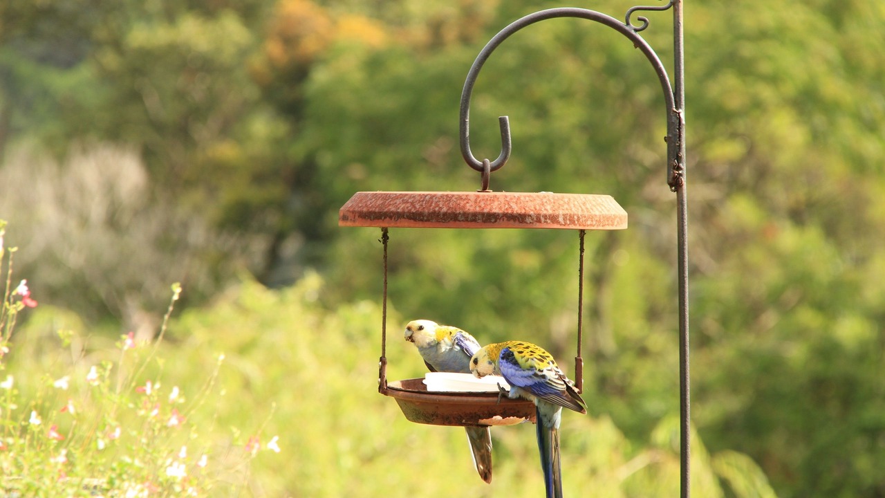 Photo of Outdoor in Maleny