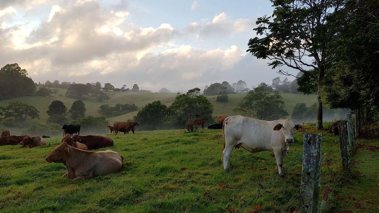 Photo of Others in Maleny