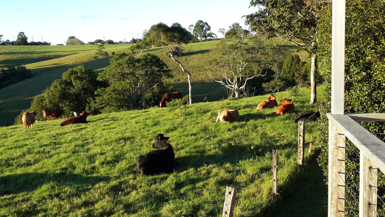 Photo of Others in Maleny