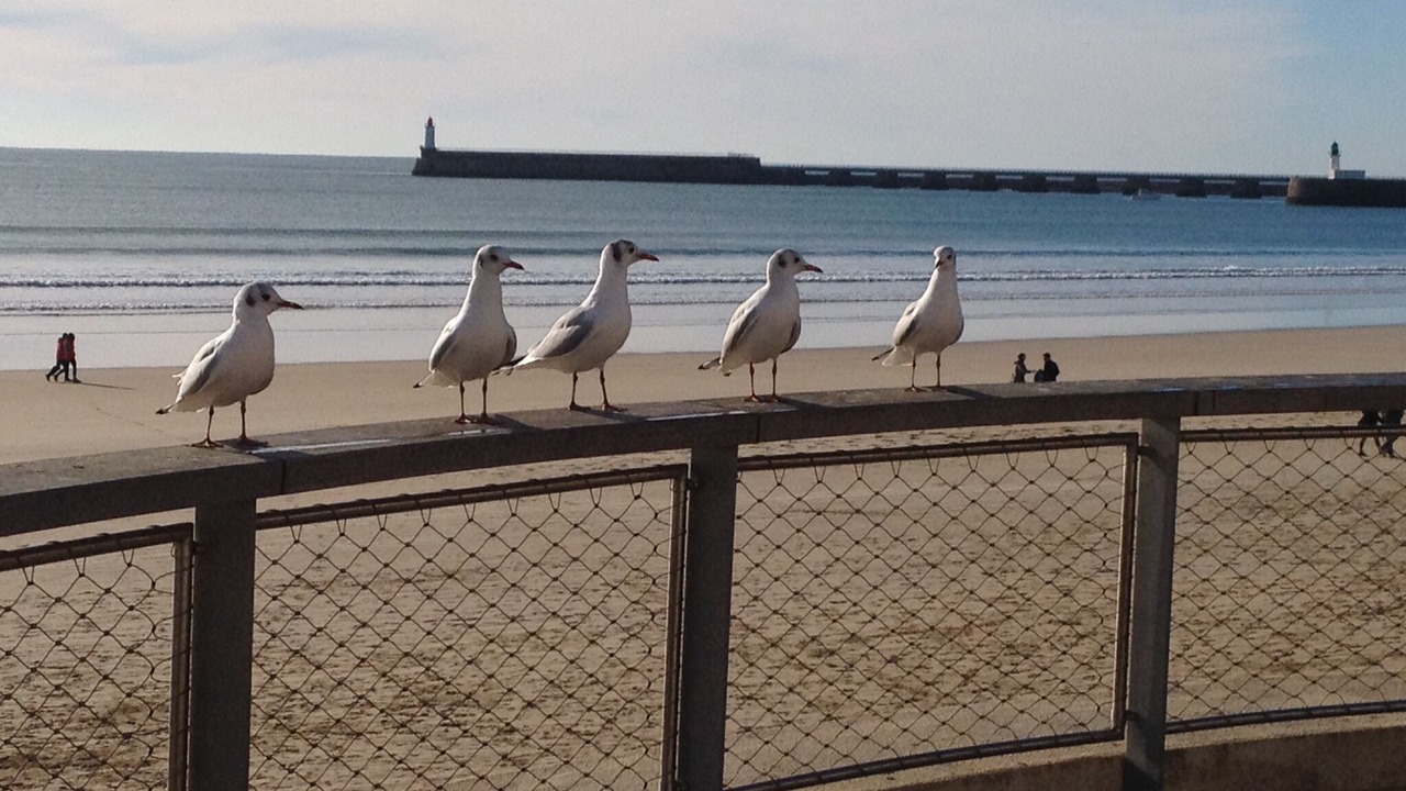 Photo of Others in Olonne-sur-Mer