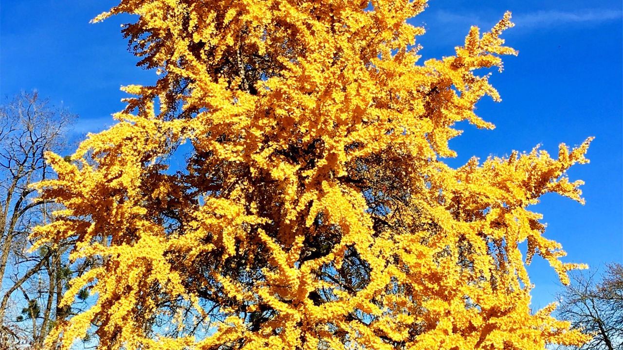 Photo of Outdoor in Notre-Dame-de-Sanilhac