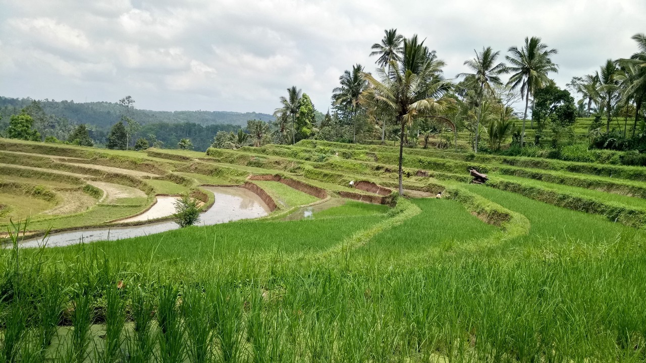 Photo of Others in Banyuwangi