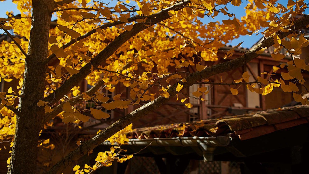 Photo of Outdoor in Montesquieu-Volvestre