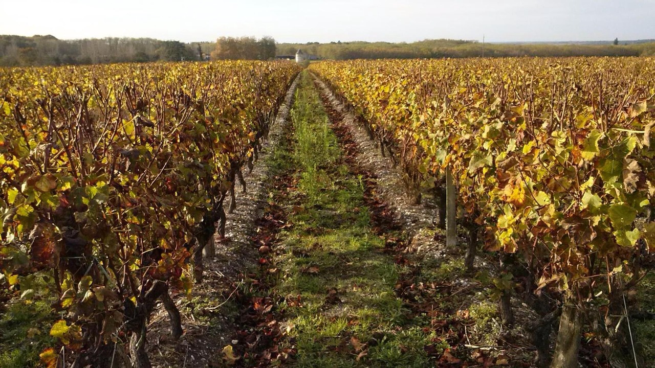 Photo of Outdoor in Sauternes