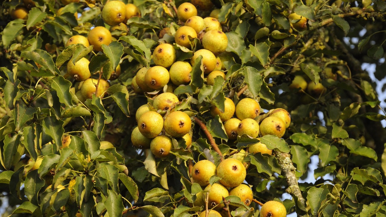 Photo of Outdoor in Mantilly