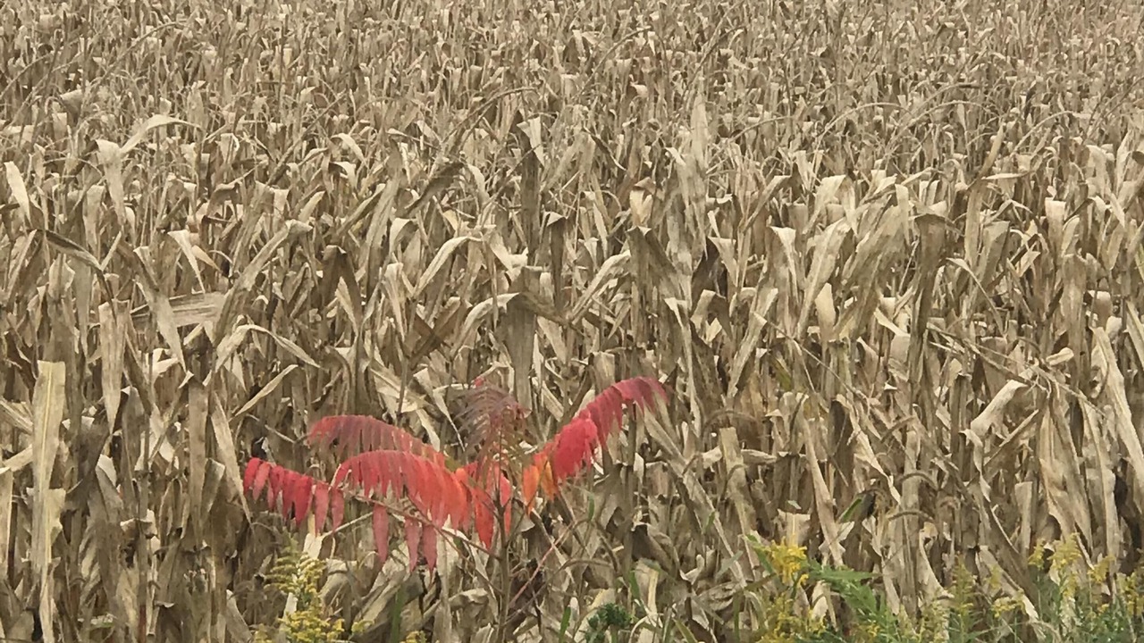 Photo of Outdoor in Hudson