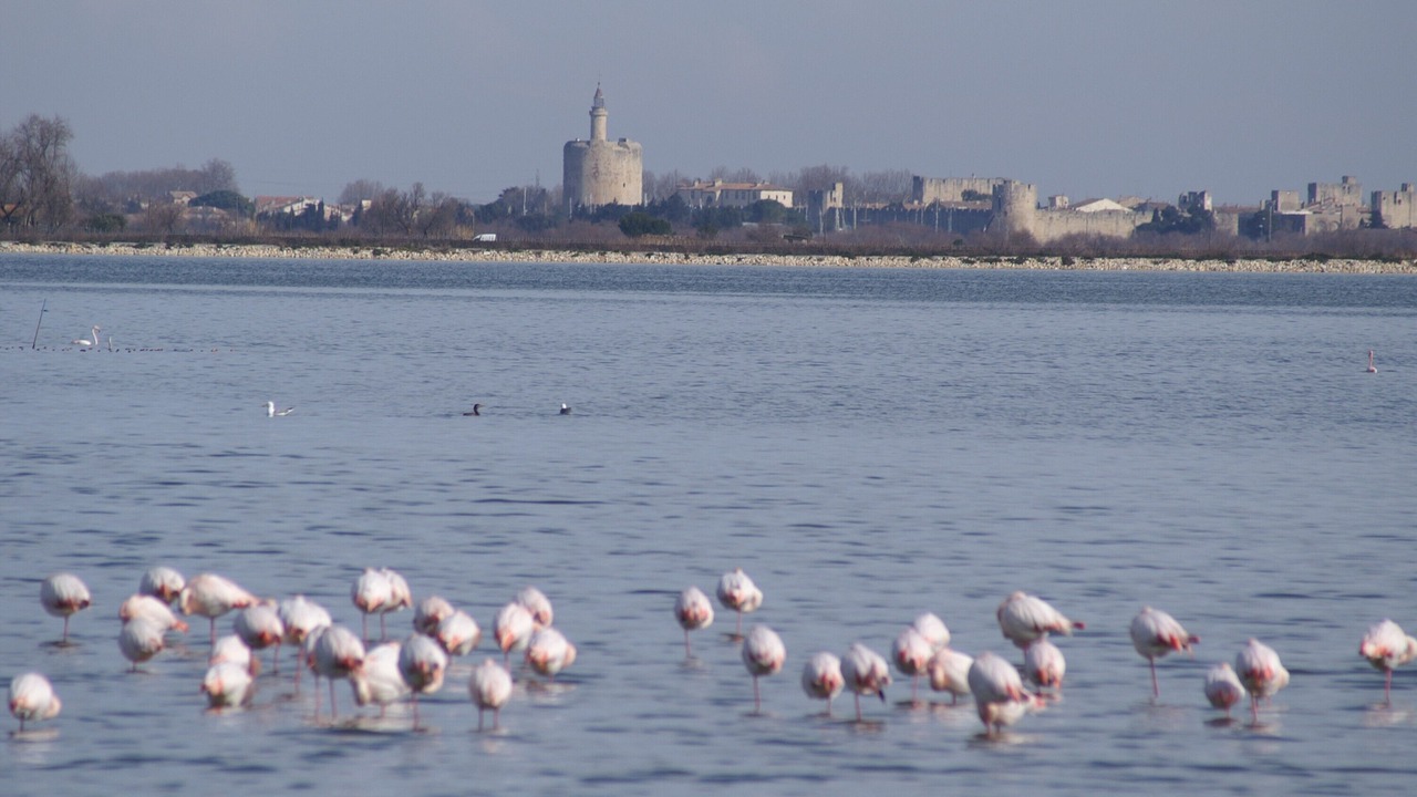 Photo of Others in Saint-Laurent-d'Aigouze